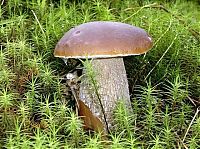 TopRq.com search results: mushrooms