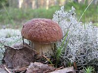 World & Travel: mushrooms