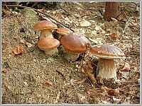 TopRq.com search results: mushrooms