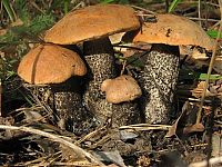 TopRq.com search results: mushrooms