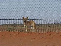 TopRq.com search results: The longest fence in the world, 5614 km, Australia