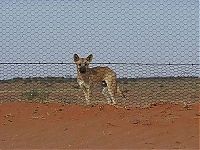 World & Travel: The longest fence in the world, 5614 km, Australia