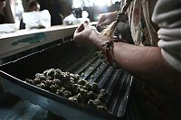 TopRq.com search results: Production of cannabis cigarettes, Marin County, California, United States