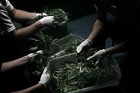 TopRq.com search results: Production of cannabis cigarettes, Marin County, California, United States
