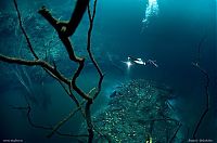 Underwater river, Cenote Angelita, Mexico