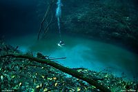 TopRq.com search results: Underwater river, Cenote Angelita, Mexico