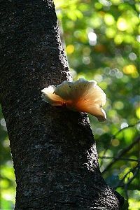 TopRq.com search results: Stone Forest in Madagascar, Manambulu - Bemaraha