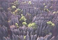 TopRq.com search results: Stone Forest in Madagascar, Manambulu - Bemaraha