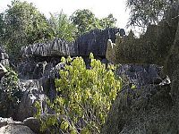 TopRq.com search results: Stone Forest in Madagascar, Manambulu - Bemaraha