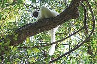 TopRq.com search results: Stone Forest in Madagascar, Manambulu - Bemaraha