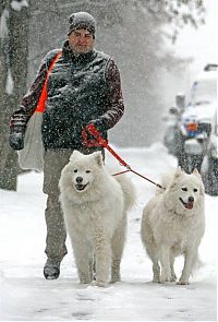 TopRq.com search results: America snowstorm, Untied States
