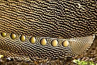 patterns from the nature