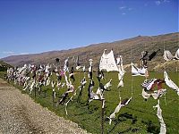 TopRq.com search results: Bra fence, idea by John Lee, 66-year-old farmer, New Zealand