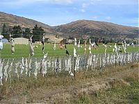 TopRq.com search results: Bra fence, idea by John Lee, 66-year-old farmer, New Zealand