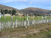 World & Travel: Bra fence, idea by John Lee, 66-year-old farmer, New Zealand