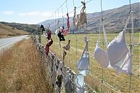 TopRq.com search results: Bra fence, idea by John Lee, 66-year-old farmer, New Zealand