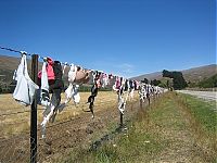 TopRq.com search results: Bra fence, idea by John Lee, 66-year-old farmer, New Zealand