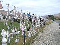 World & Travel: Bra fence, idea by John Lee, 66-year-old farmer, New Zealand