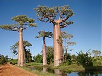 TopRq.com search results: original nature tree creatures