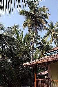 TopRq.com search results: Nutting coconuts, Goa, Panaji, India