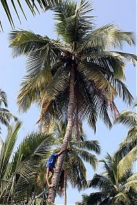 World & Travel: Nutting coconuts, Goa, Panaji, India