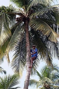 World & Travel: Nutting coconuts, Goa, Panaji, India