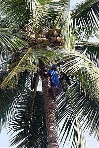 World & Travel: Nutting coconuts, Goa, Panaji, India