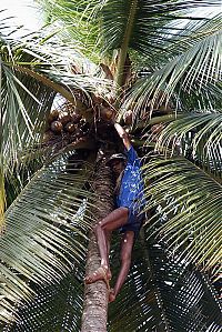 World & Travel: Nutting coconuts, Goa, Panaji, India