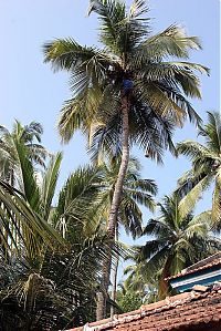 TopRq.com search results: Nutting coconuts, Goa, Panaji, India