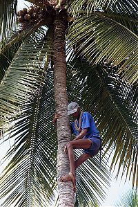 World & Travel: Nutting coconuts, Goa, Panaji, India