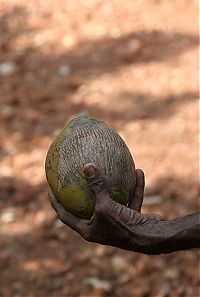 TopRq.com search results: Nutting coconuts, Goa, Panaji, India