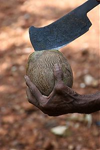 World & Travel: Nutting coconuts, Goa, Panaji, India