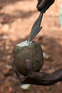 TopRq.com search results: Nutting coconuts, Goa, Panaji, India