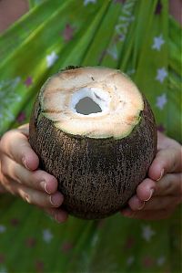 TopRq.com search results: Nutting coconuts, Goa, Panaji, India