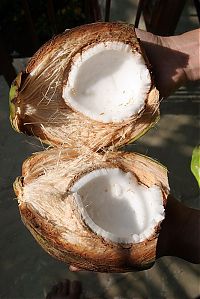 World & Travel: Nutting coconuts, Goa, Panaji, India