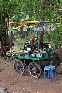 TopRq.com search results: Nutting coconuts, Goa, Panaji, India