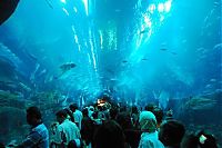 TopRq.com search results: Aquarium springs a leak in Dubai Mall, United Arab Emirates