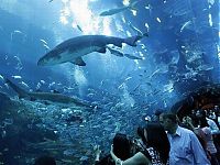 World & Travel: Aquarium springs a leak in Dubai Mall, United Arab Emirates