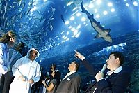 TopRq.com search results: Aquarium springs a leak in Dubai Mall, United Arab Emirates