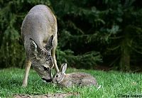 Fauna & Flora: fawn and rabbit