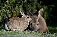 Fauna & Flora: fawn and rabbit