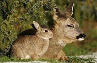 Fauna & Flora: fawn and rabbit