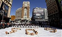 TopRq.com search results: Protest against bull fighting, Madrid, Spain