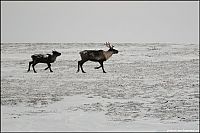 World & Travel: Yamal Peninsula, Siberia, Russia