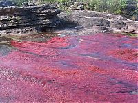 World & Travel: Caño Cristales, The River of Five Colors, Serrania de la Macarena, Meta, Colombia