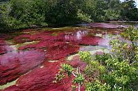 TopRq.com search results: Caño Cristales, The River of Five Colors, Serrania de la Macarena, Meta, Colombia