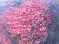 World & Travel: Caño Cristales, The River of Five Colors, Serrania de la Macarena, Meta, Colombia