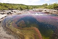 TopRq.com search results: Caño Cristales, The River of Five Colors, Serrania de la Macarena, Meta, Colombia