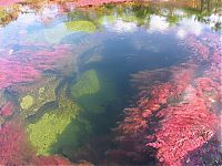 TopRq.com search results: Caño Cristales, The River of Five Colors, Serrania de la Macarena, Meta, Colombia