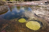 TopRq.com search results: Caño Cristales, The River of Five Colors, Serrania de la Macarena, Meta, Colombia